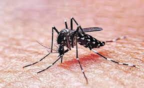 La Anmat aprobó el uso de una vacuna contra el dengue
