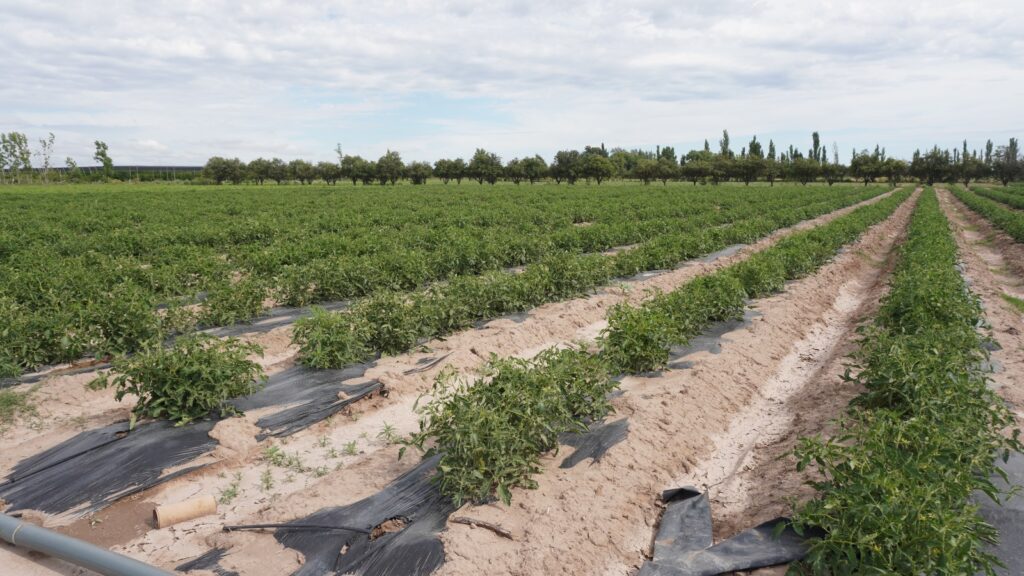 LA TECNOLOGÍA Y LA AGRICULTURA