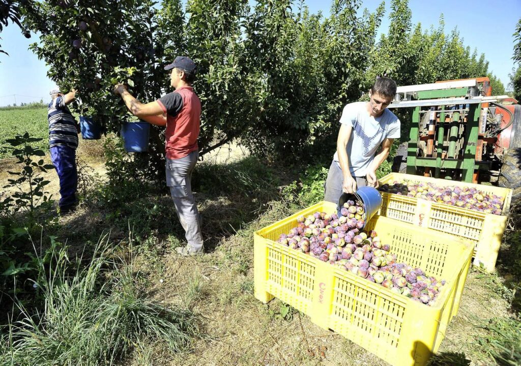 PRODUCTORES DE CIRUELA DENUNCIAN QUE LES ESTÁN PAGANDO MENOS DE LO ACORDADO