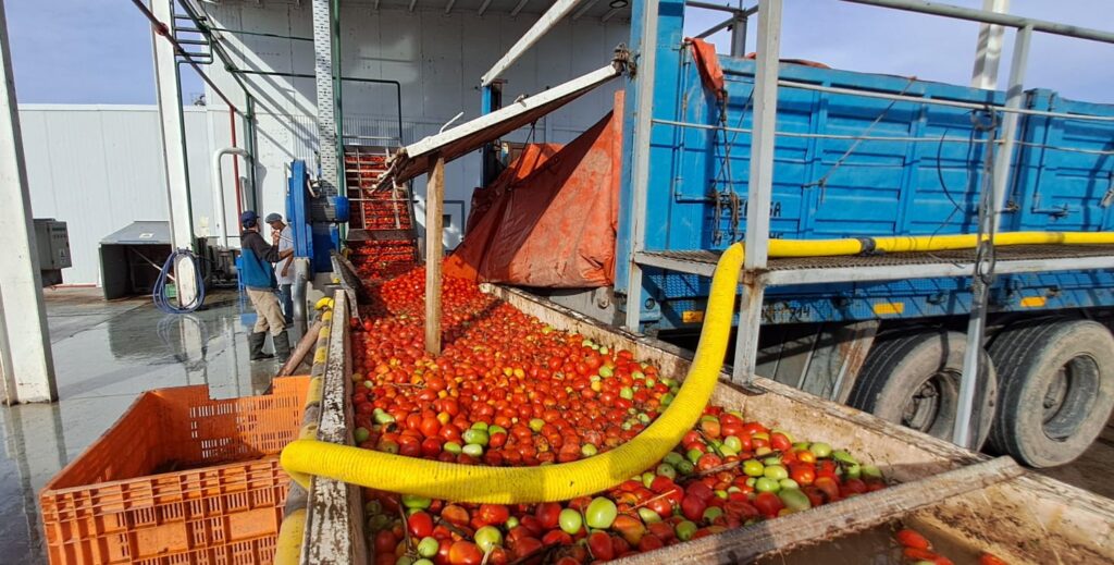 La pulpera continúa trabajando con materia prima sanrafaelina