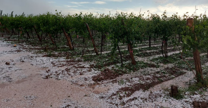 EL GOBIERNO DE MENDOZA DIO A CONOCER EL NUEVO SEGURO AGRÍCOLA