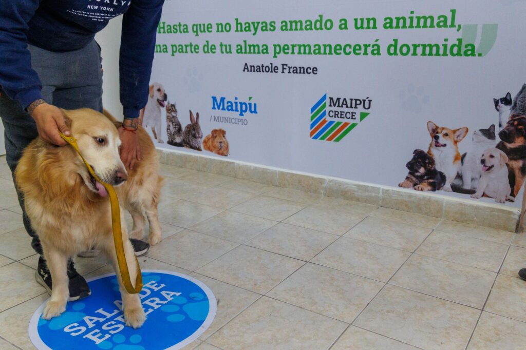 El Centro de Atención Primaria Veterinaria de Maipú ya supera las 300 consultas mensuales
