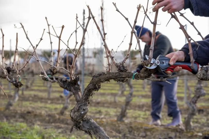 El municipio y el INTA capacitan en poda de frutales y viñedos
